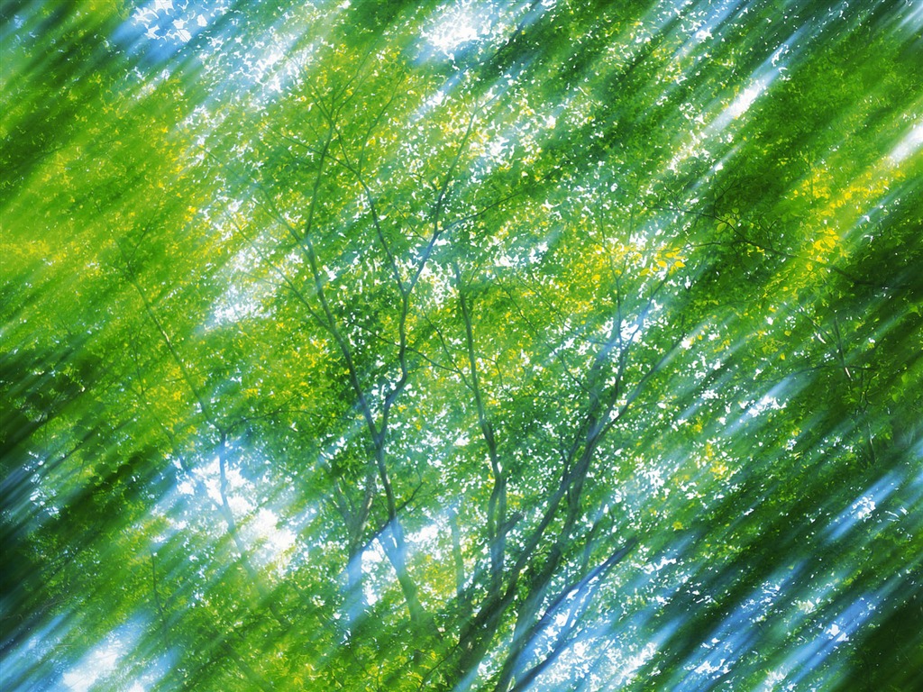 녹색 잎 사진 벽지 (5) #5 - 1024x768