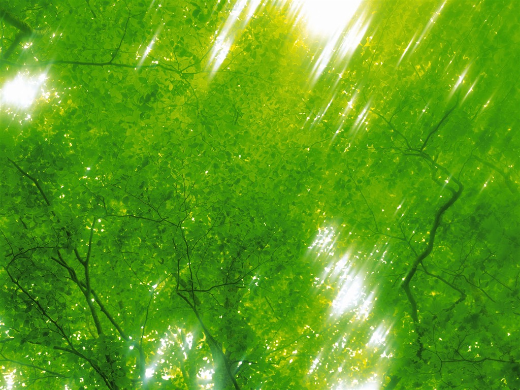 녹색 잎 사진 벽지 (5) #6 - 1024x768