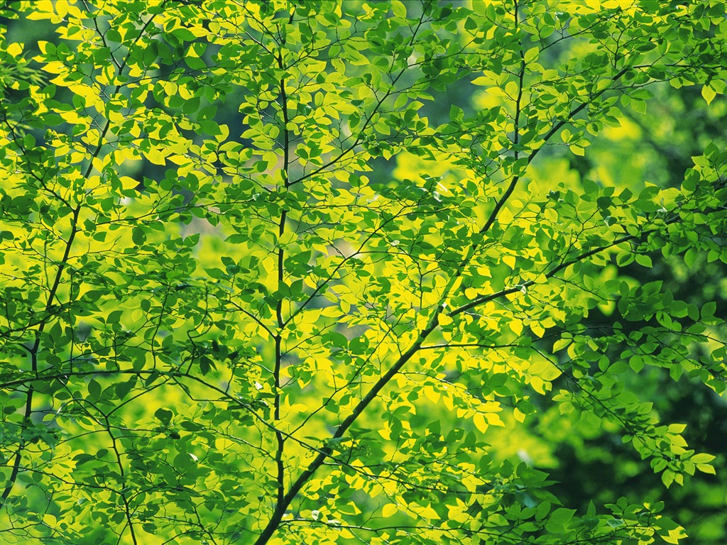 녹색 잎 사진 벽지 (5) #11 - 1024x768