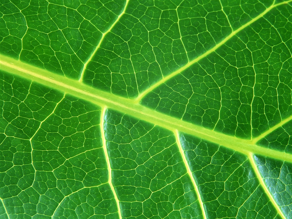 Green leaf photo wallpaper (6) #1 - 1024x768