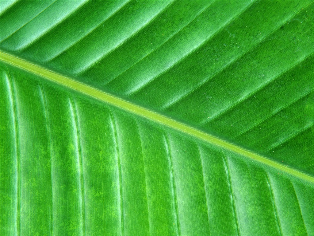 Green leaf photo wallpaper (6) #2 - 1024x768