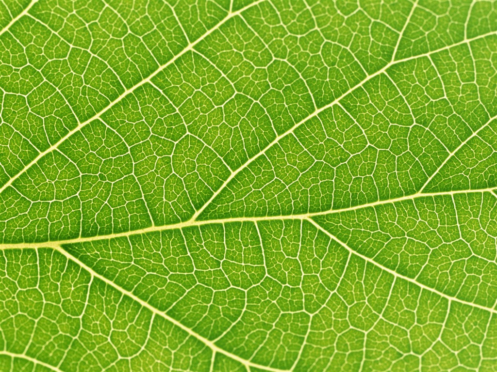 Green leaf photo wallpaper (6) #3 - 1024x768