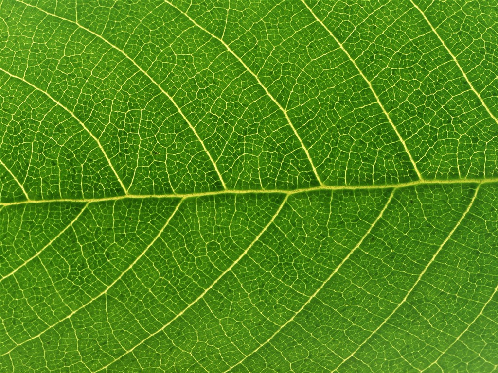 Green leaf photo wallpaper (6) #4 - 1024x768