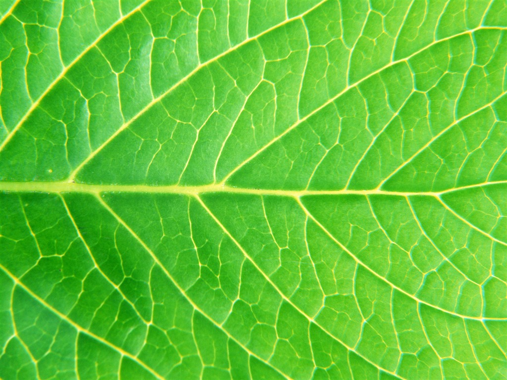 Green leaf photo wallpaper (6) #5 - 1024x768