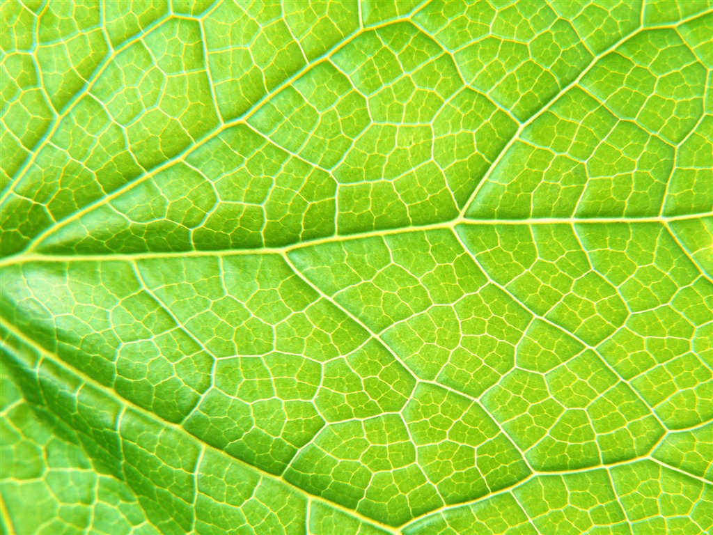 Green leaf photo wallpaper (6) #6 - 1024x768
