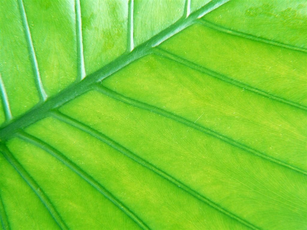 Green leaf photo wallpaper (6) #7 - 1024x768