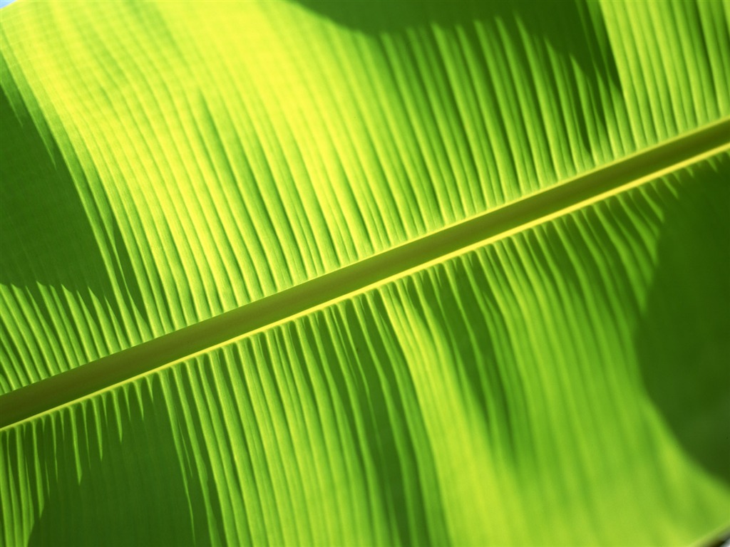Green leaf photo wallpaper (6) #8 - 1024x768
