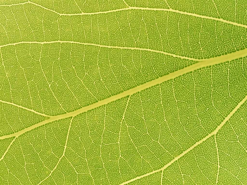 Green leaf photo wallpaper (6) #9 - 1024x768