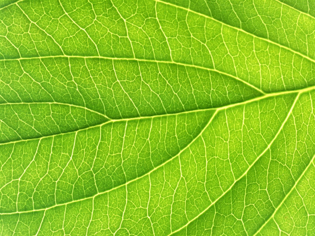 Green leaf photo wallpaper (6) #10 - 1024x768
