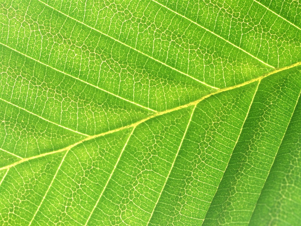 Green leaf photo wallpaper (6) #11 - 1024x768