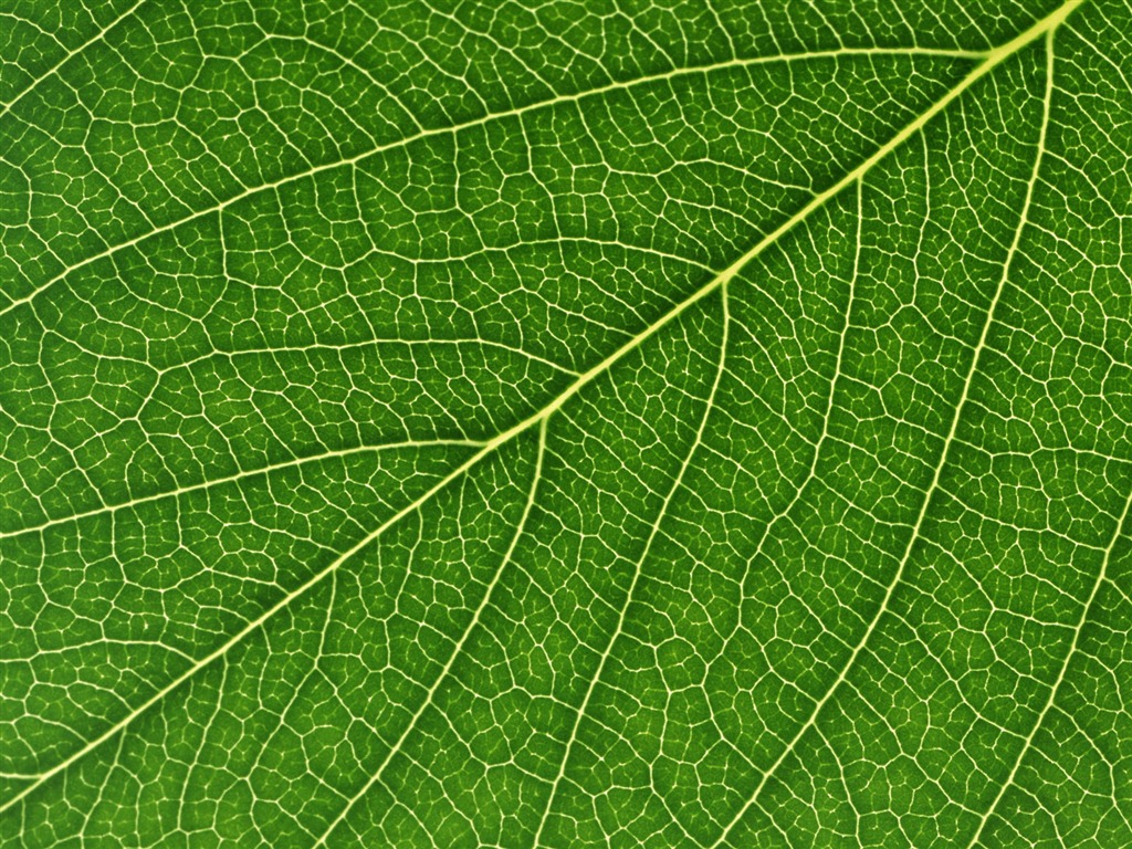 Green leaf photo wallpaper (6) #12 - 1024x768