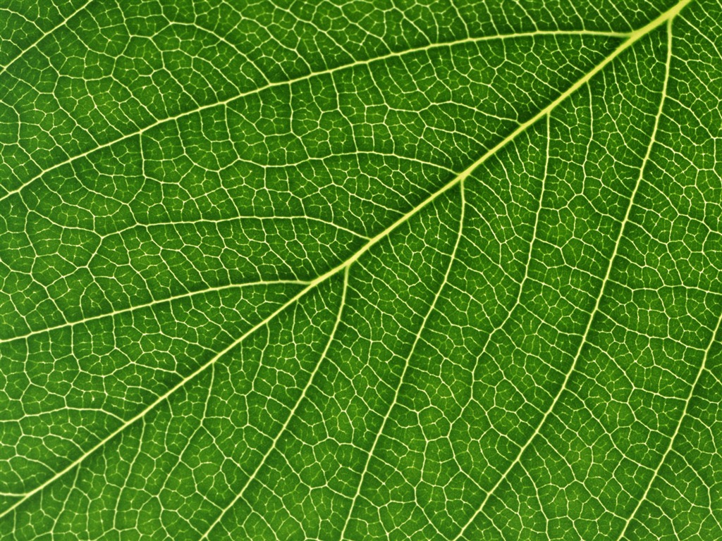 Fondos de escritorio de hoja verde de fotos (6) #12 - 1024x768