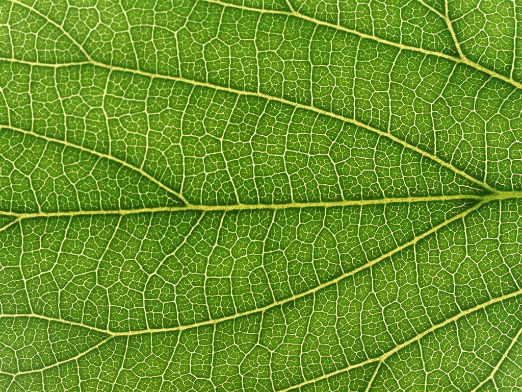 Green leaf photo wallpaper (6) #13 - 1024x768