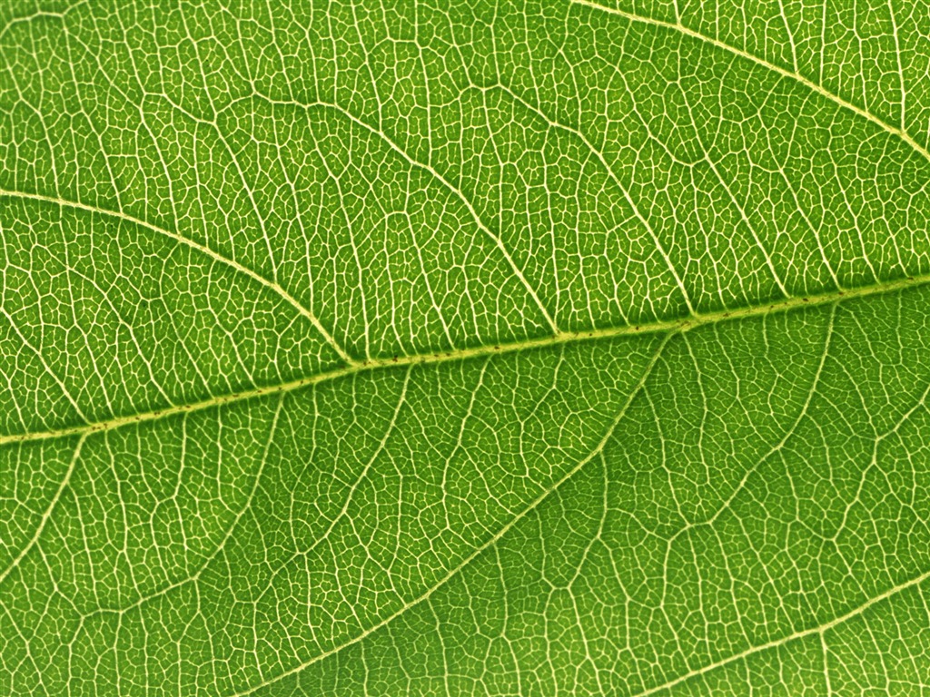 Green leaf photo wallpaper (6) #14 - 1024x768