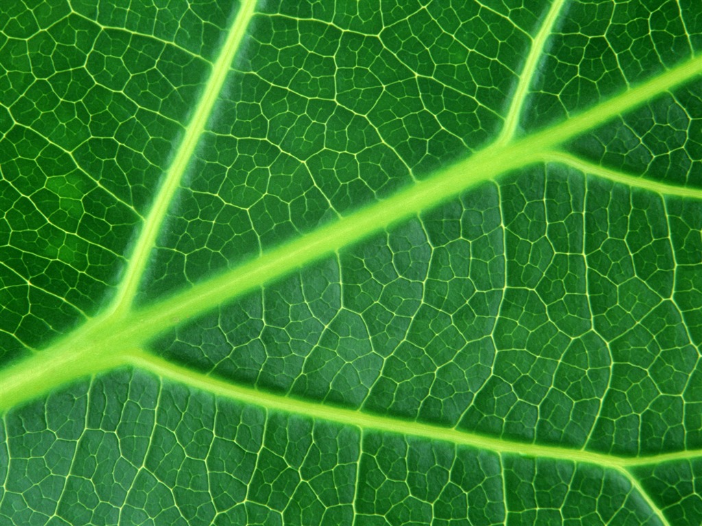 Green leaf photo wallpaper (6) #15 - 1024x768