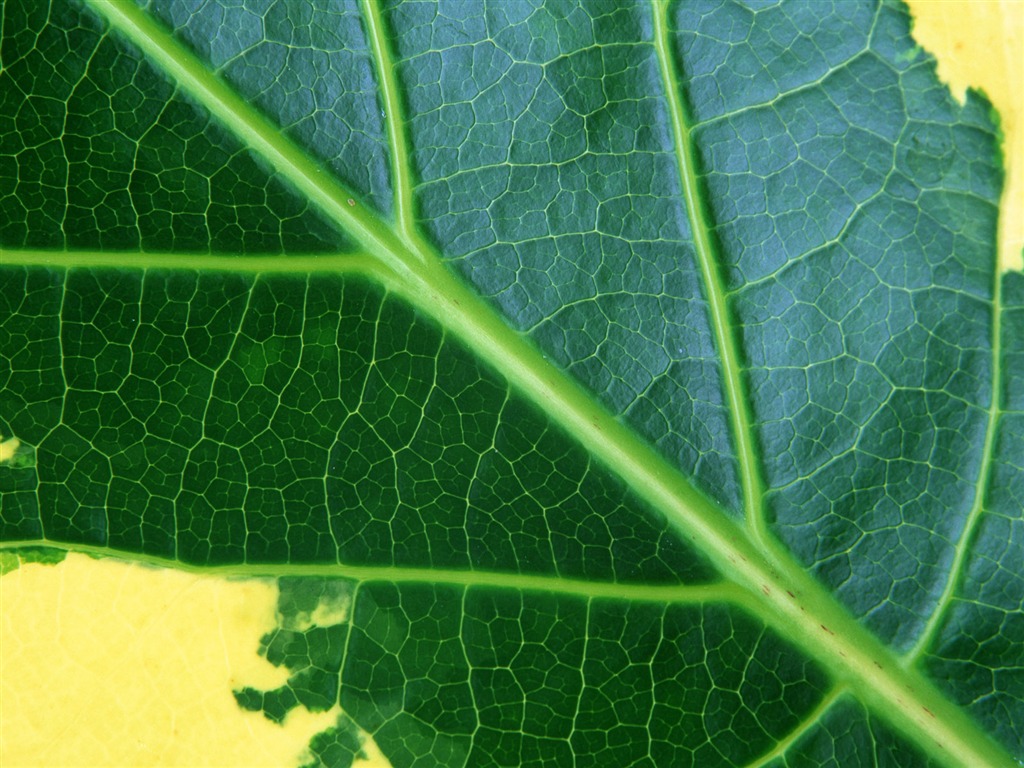 Green leaf photo wallpaper (6) #16 - 1024x768
