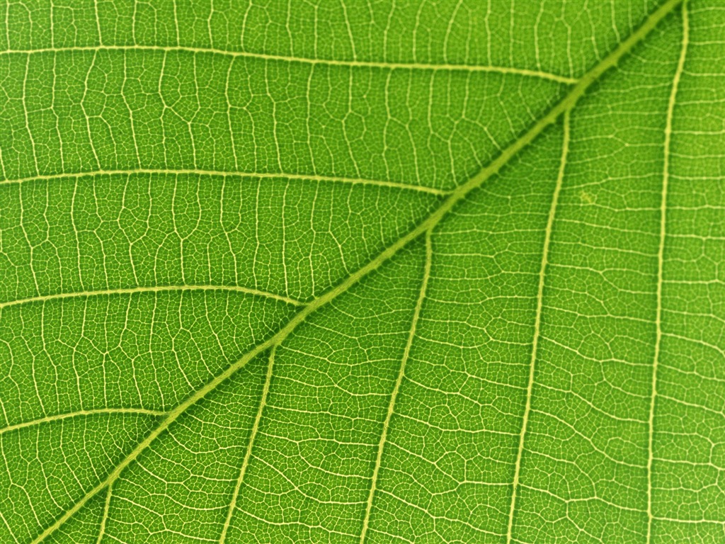 Zelená listová foto tapetu (6) #17 - 1024x768
