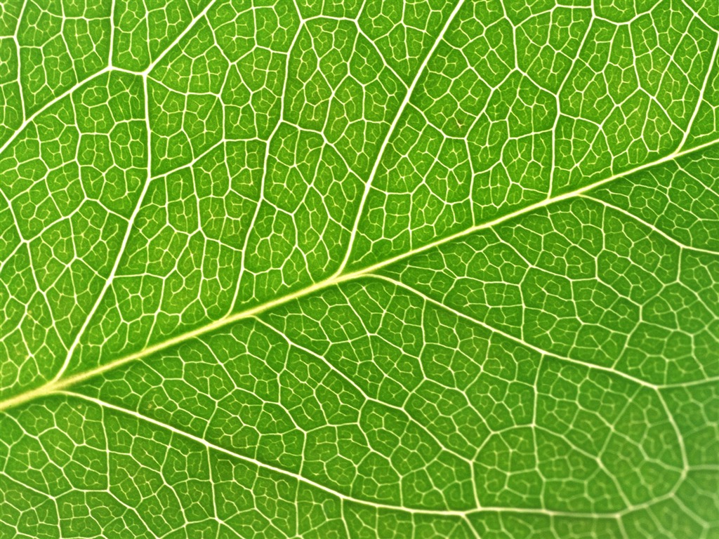 Green leaf photo wallpaper (6) #18 - 1024x768
