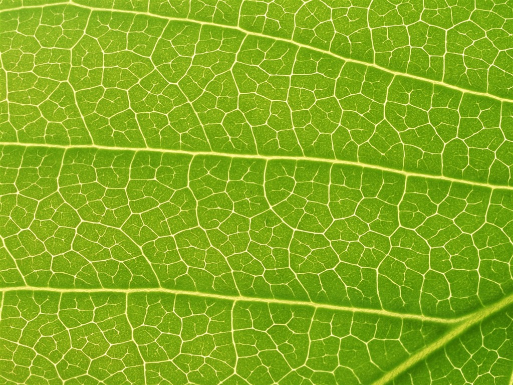 Green leaf photo wallpaper (6) #19 - 1024x768