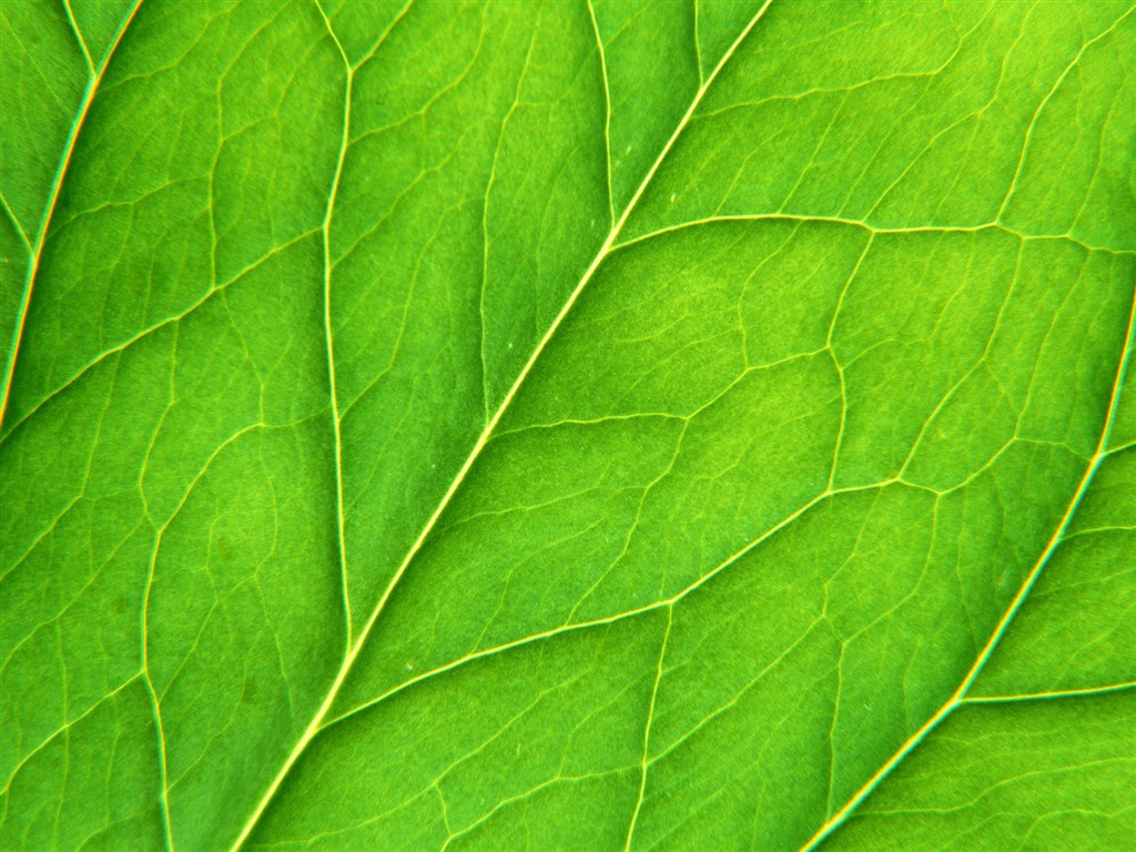 Green leaf photo wallpaper (6) #20 - 1024x768