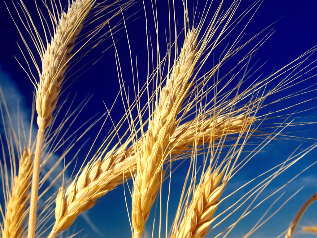 Wheat wallpaper (1) #5 - 1024x768