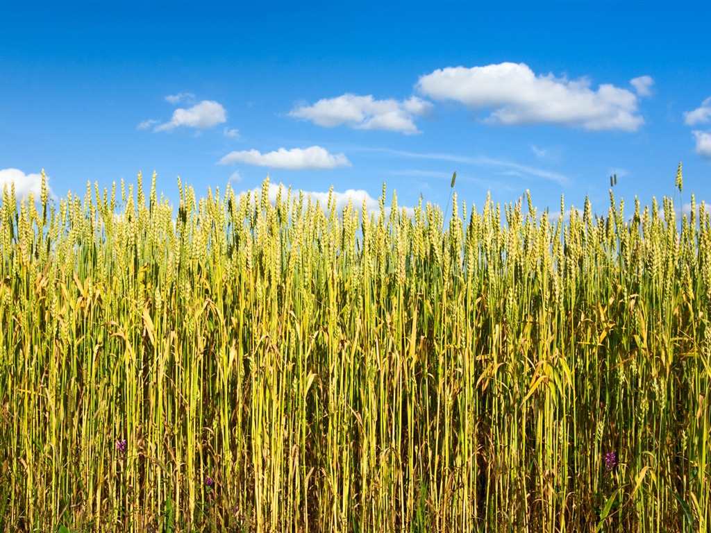 Wheat wallpaper (1) #6 - 1024x768