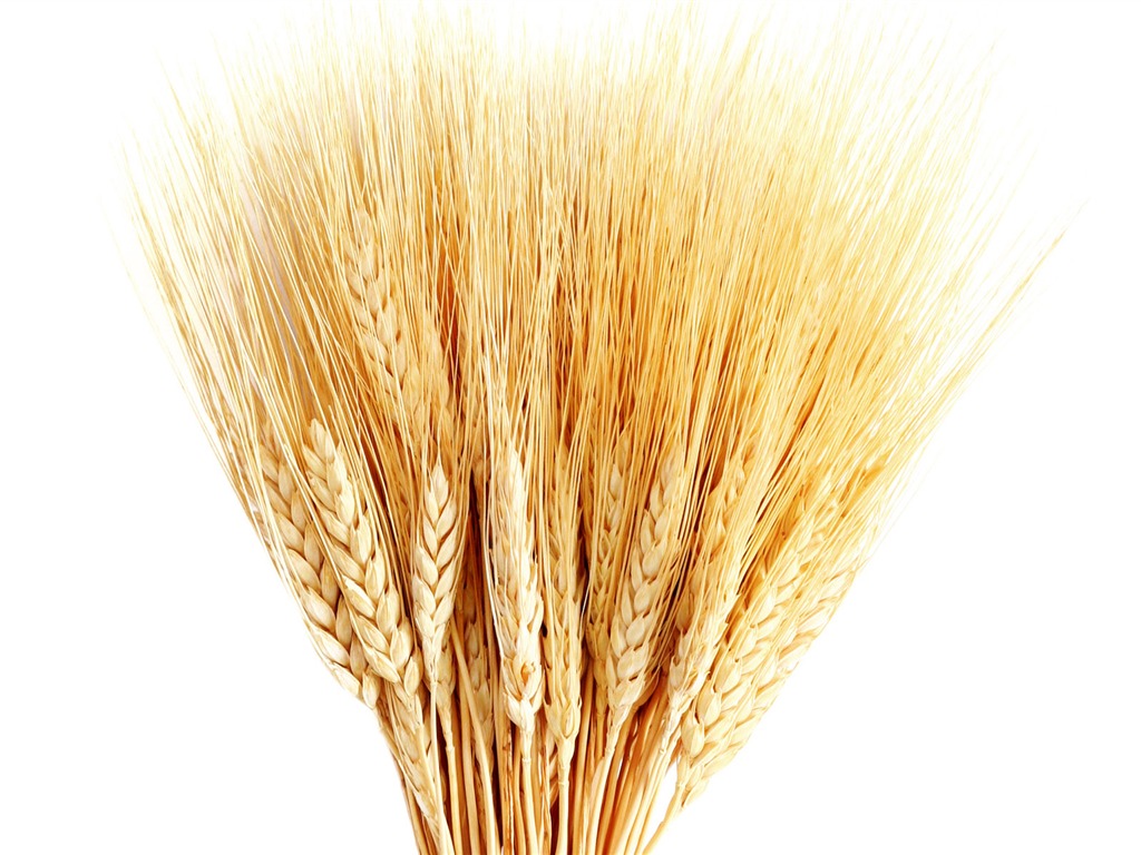 Wheat wallpaper (1) #11 - 1024x768