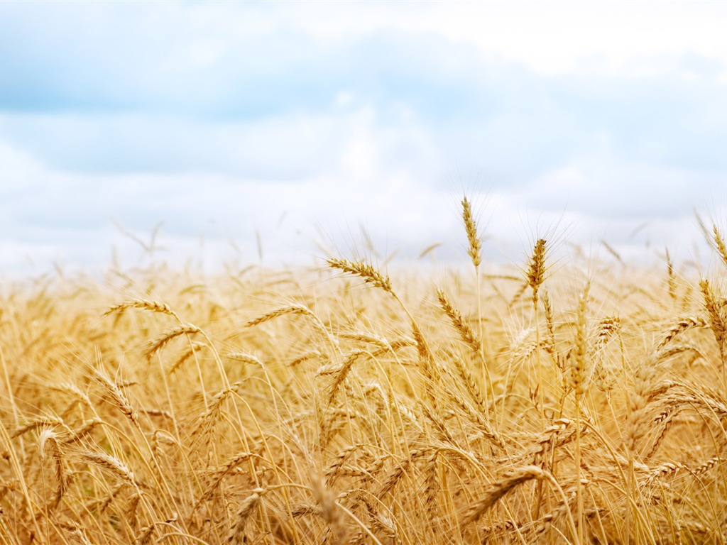 Wheat wallpaper (1) #17 - 1024x768