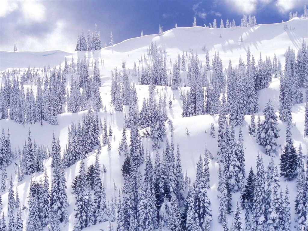 Winter Snow wallpaper (2) #5 - 1024x768