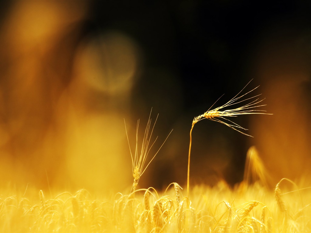 Wheat wallpaper (2) #2 - 1024x768