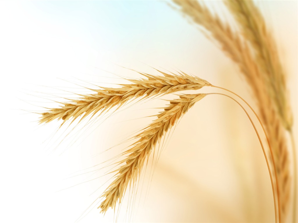 Wheat wallpaper (2) #3 - 1024x768