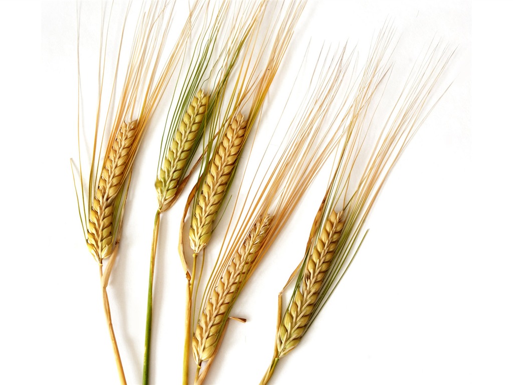 Wheat wallpaper (2) #4 - 1024x768