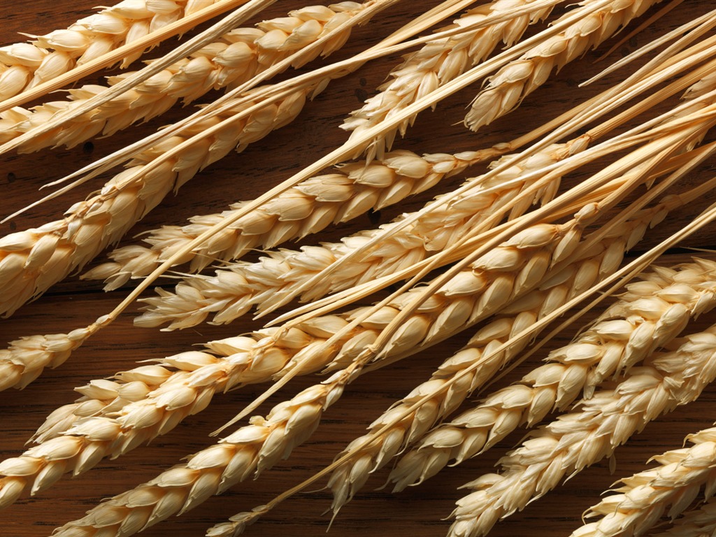 Wheat wallpaper (2) #7 - 1024x768