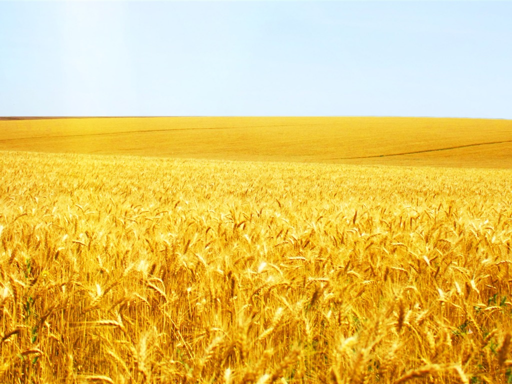 Wheat wallpaper (2) #9 - 1024x768