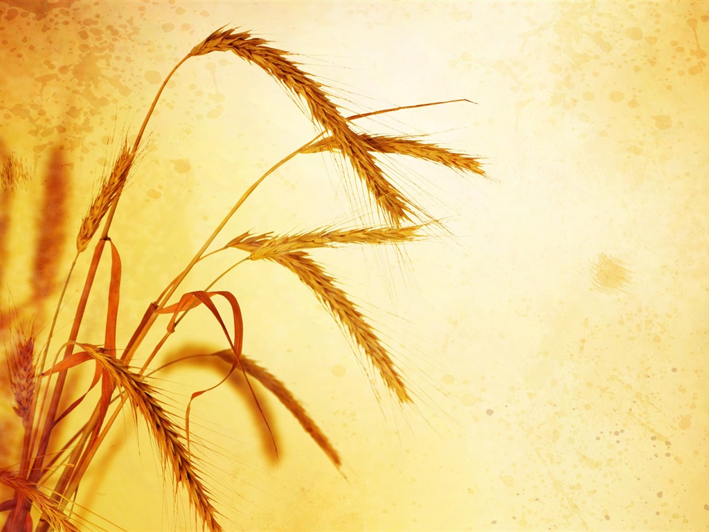 Wheat wallpaper (2) #11 - 1024x768