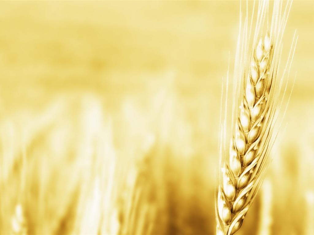 Wheat wallpaper (2) #12 - 1024x768