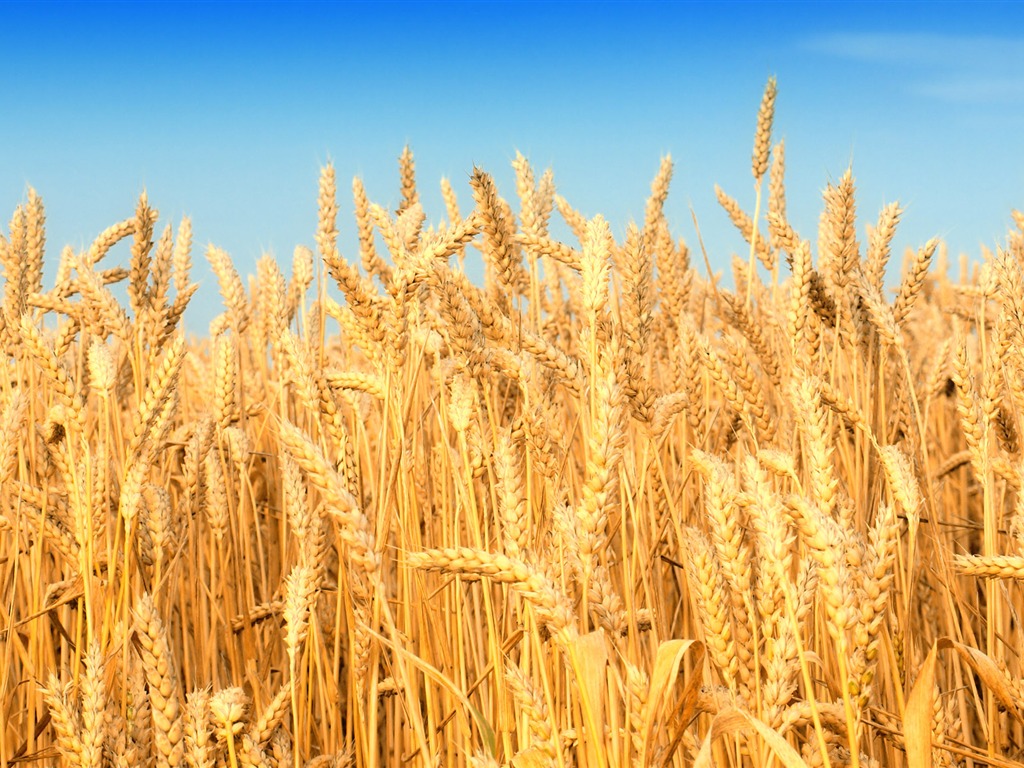 Wheat wallpaper (2) #13 - 1024x768