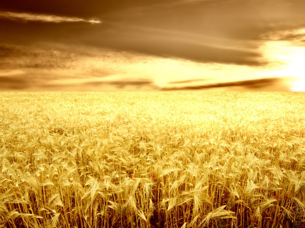 Wheat wallpaper (2) #18 - 1024x768