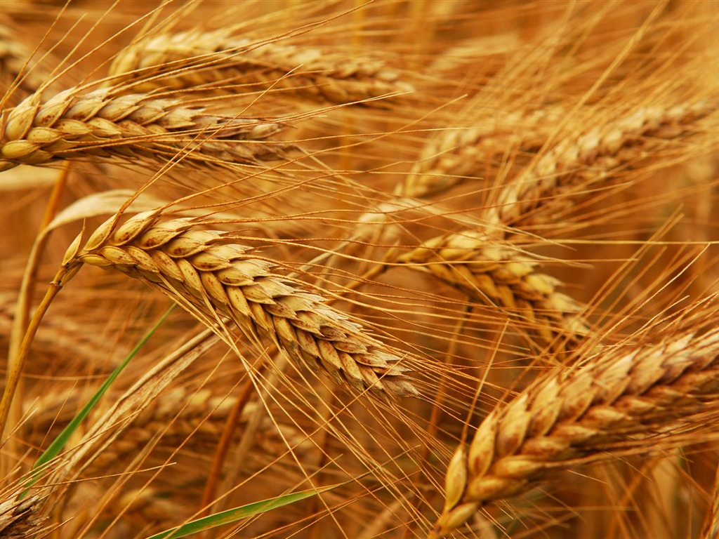 Wheat wallpaper (2) #20 - 1024x768