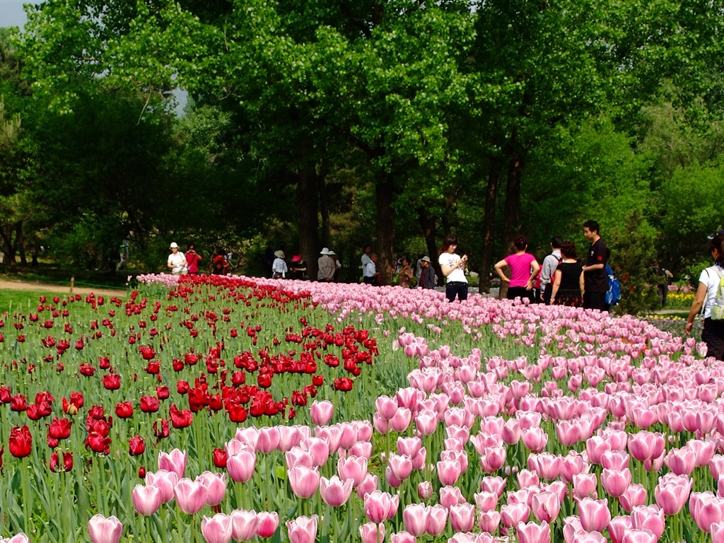 Xiangshan začátku letní zahrádka (prutu práce) #2 - 1024x768
