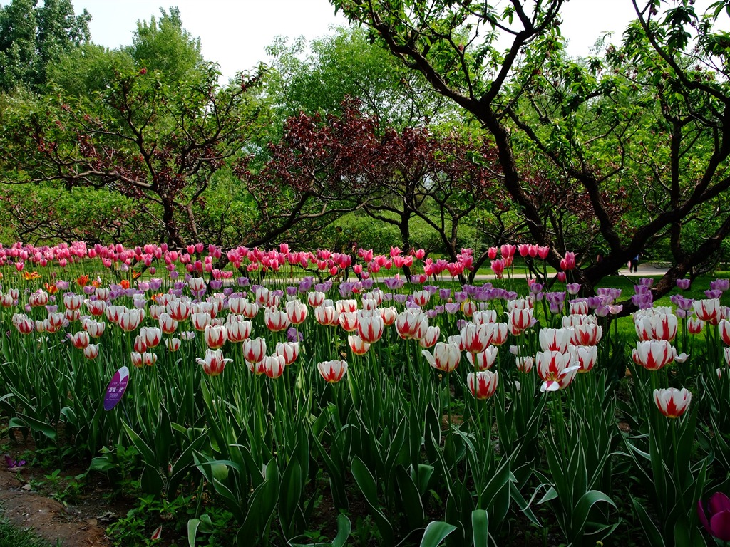 Xiangshan jardín principios del verano (obras barras de refuerzo) #4 - 1024x768
