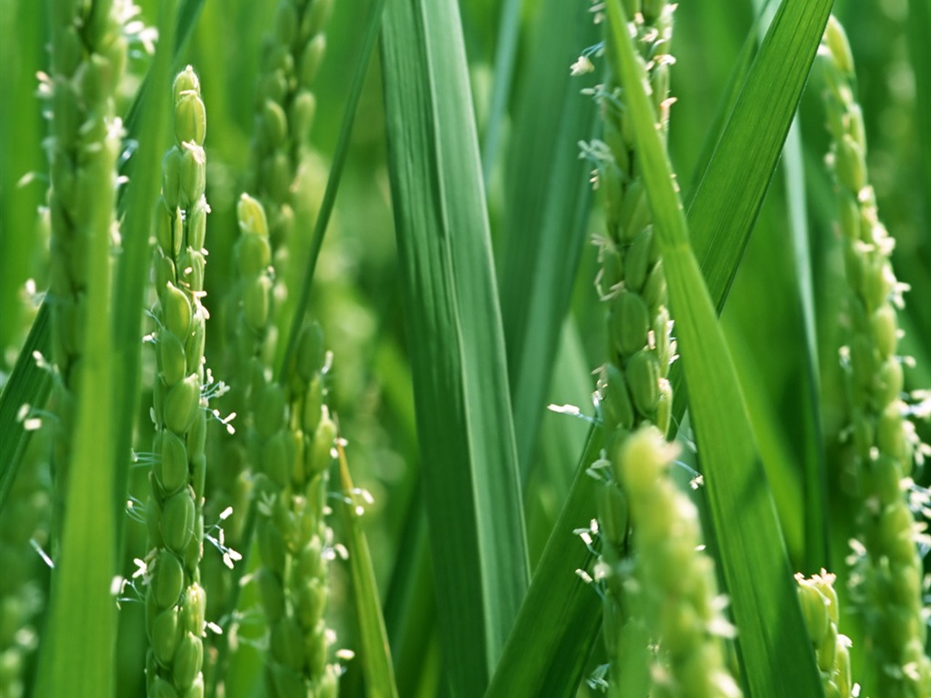 The wheat field wallpaper (1) #1 - 1024x768