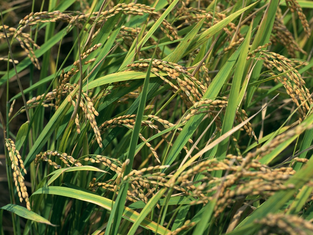 The wheat field wallpaper (1) #2 - 1024x768