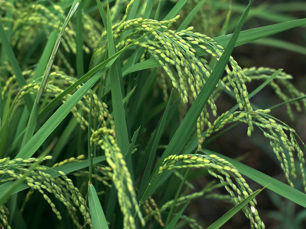 The wheat field wallpaper (1) #3 - 1024x768