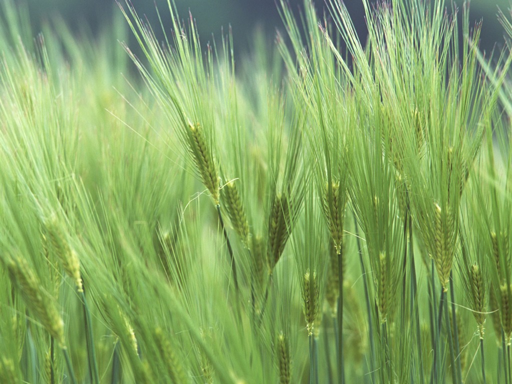 The wheat field wallpaper (1) #4 - 1024x768