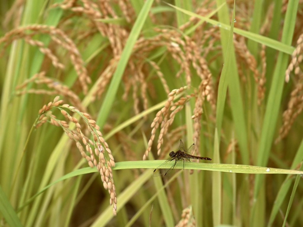 The wheat field wallpaper (1) #6 - 1024x768