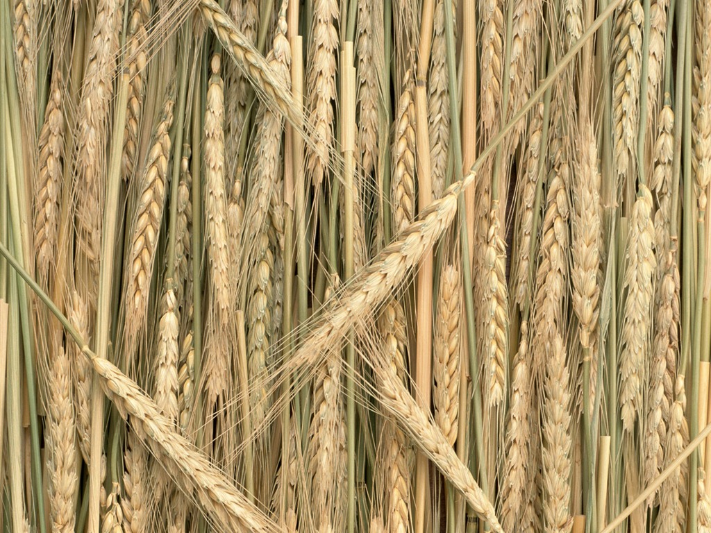 The wheat field wallpaper (1) #7 - 1024x768