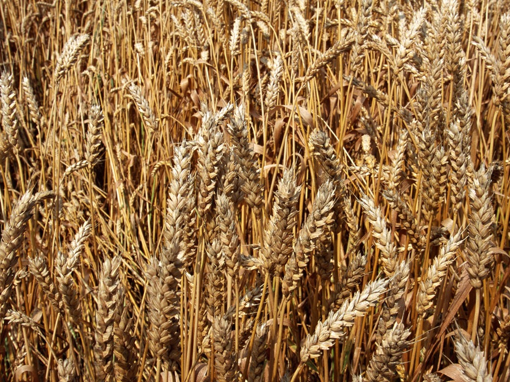 The wheat field wallpaper (1) #8 - 1024x768