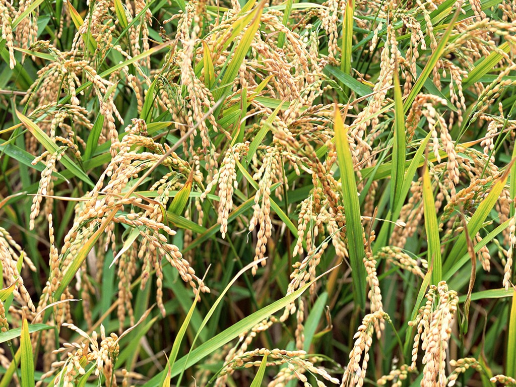 The wheat field wallpaper (1) #9 - 1024x768