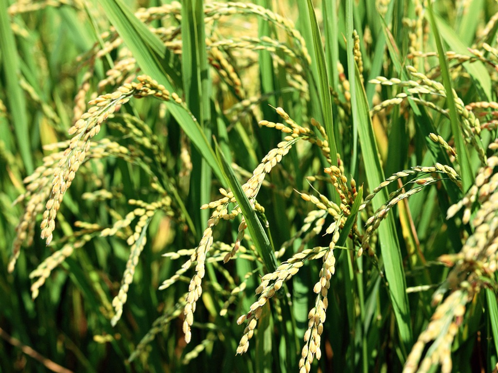 The wheat field wallpaper (1) #10 - 1024x768